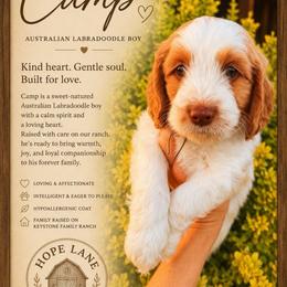 Camp - Caramel cream male Australian Labradoodle puppy in Millville, California from Hope Lane Kennels
