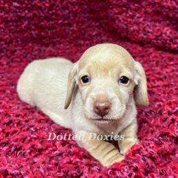 Birdie - Cream female Dachshund puppy in Havana, Florida from Dotted Doxies