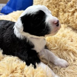 Bobbi - Black and white female Sheepadoodle puppy in Joelton, Tennessee from PC Pampered Parti's