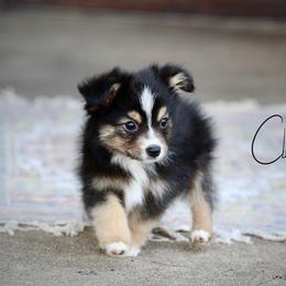 Joe - Black tri male Miniature Australian Shepherd puppy in Prague, Oklahoma from Clay Creek Aussies