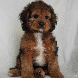 Hayden - Sable male Cockapoo puppy in Shipshewana, Indiana from Home Raised Cockapoos