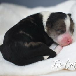 Tri- Colored boy - Blue merle male Aussiedoodle puppy in Plain City, Utah from Myers Desert Doodles