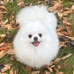 Pearl - Pomeranian