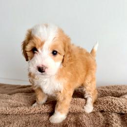 Blondie  (purple) - Brown and white female Bernedoodle puppy in Midland, Texas from Southern Oak Breeders LLC