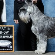 Standard Schnauzers from Moon Flower Farm