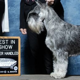 Standard Schnauzers from Moon Flower Farm
