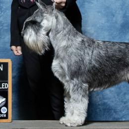 Standard Schnauzers from Moon Flower Farm