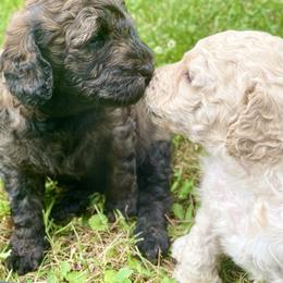 Goldendoodle Puppies from Truly More Doodles