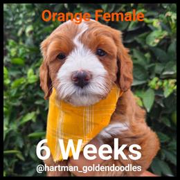 Orange - Apricot female Goldendoodle puppy in Upland, California from Hartman Goldendoodles