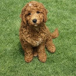 Atlas - Red  male Goldendoodle puppy in Boise, Idaho from Goldendoodle Baby