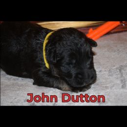 German Shepherd Puppies from Walker Family Shepherds LLC