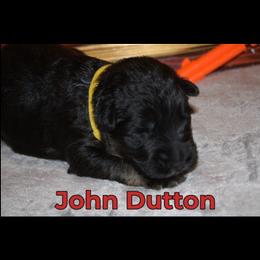 German Shepherd Puppies from Walker Family Shepherds LLC