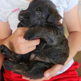 Scottish Terrier Puppies from Bluegrass Scottish Terriers