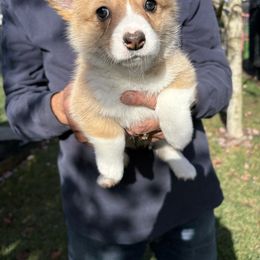 Pumpkin - Red female Pembroke Welsh Corgi puppy in Aumsville, Oregon from Winterflower Corgis