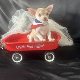 BRUNO - Fawn male Chihuahua puppy in Polo, Missouri from Blue Tails Farm
