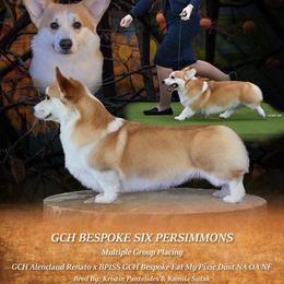 Pembroke Welsh Corgi puppies from Timberside