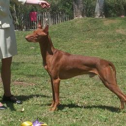 Feyd - Pharaoh Hound