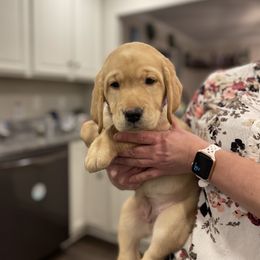 Labrador Retriever Puppies from DeVoy Country Labs