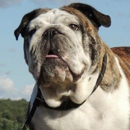 Bulldogs from Tammi Jarvis Bulldogs