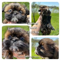 Rose - Red female Shih Tzu puppy in Maize, Kansas from Air Capital Shih Tzu Puppies