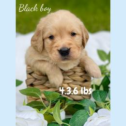 Golden Retriever Puppies from All shades Golden