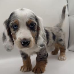 Elara - Dapple female Dachshund puppy in Barstow, California from Kindle & Burrow Dachshunds