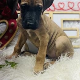 Dachshund and Great Dane Puppies from Ballistic Danes & Dachshunds