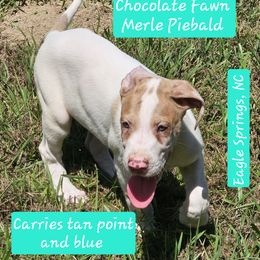 Nuts - Chocolate and white male Great Dane puppy in Biscoe, North Carolina from Clouser's Bodacious Danes