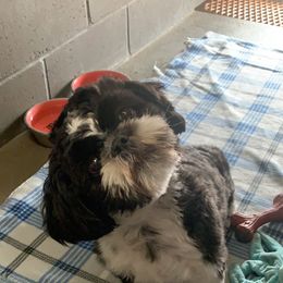 Newfoundland and Shih Tzu Puppies from Grand Meadow Newfoundlands