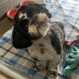 Newfoundland and Shih Tzu Puppies from Grand Meadow Newfoundlands