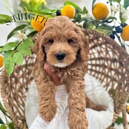 STINGER - Caramel red male Australian Labradoodle puppy in Palmdale, California from Heavenly Doodles