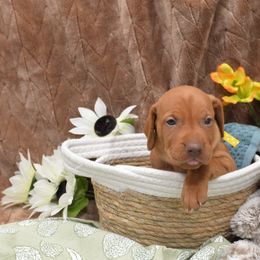 Miss Yellow - Golden rust female Vizsla puppy in Lexington, Kentucky from Summit Vizsla (we can deliver to you)