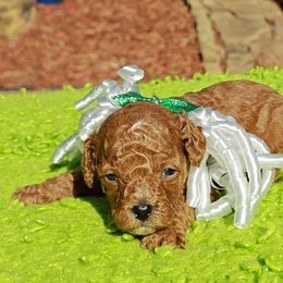 Lovebug - Red male Cavapoo puppy in Dallas, Texas from Halo's Heroes Doodles