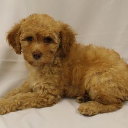 Ginger snap - Red female Cavapoo puppy in Eagle Mountain, Utah from Liberty Farms Puppies