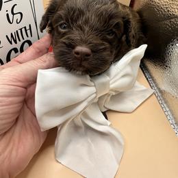 Sterling - Brown male Maltipoo puppy in Apple Valley, California from Boujeepups