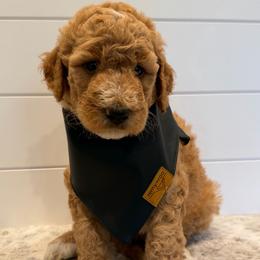 Army Green Collar Boy - Red male Bernedoodle puppy in San Augustine, Texas from Vintage Doodles