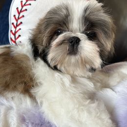 Puppy Boy 3 - Gold and white male Shih Tzu puppy in Strafford, Missouri from Intuition Shih Tzu