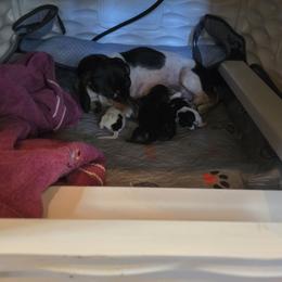 Bessie - Dachshund
