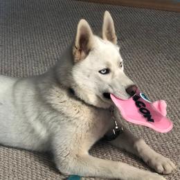Meechee - Siberian Husky