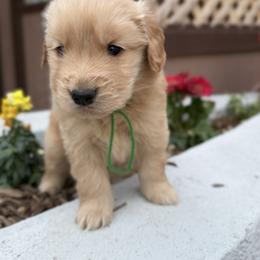 Green - Golden male Golden Retriever puppy in Paulden, Arizona from Carefree Samoyeds & Deserthills Labradors