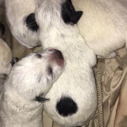 Australian Cattle Dog Puppies from LoveAHeeler