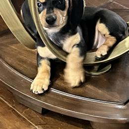 Dachshund Puppies from Shotzie Doxie Co.