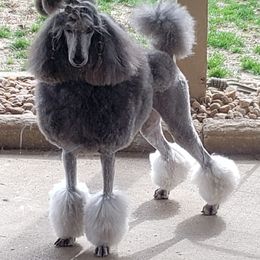 Poodle All Grown Up from Skyview Standards