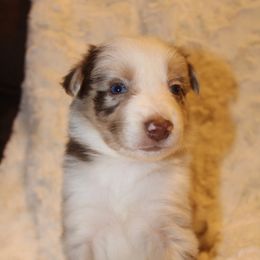 Border Collie Puppies from Bridges Border Collies