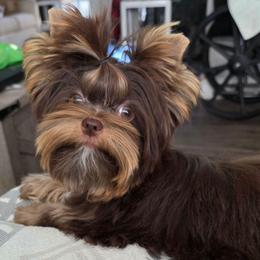 Tide - Chocolate, tan and white male Yorkshire Terrier puppy in Bucyrus, Ohio from Dyer's Beauties