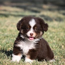 Tux - Red tri-color male Miniature American Shepherd puppy in Snyder, Texas from RLA Miniature American Shepherds