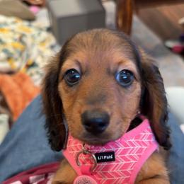 Dachshund Puppies from ATR Dachshunds