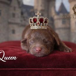 Queen - Brown and white female Aussiedoodle puppy in Roebuck, South Carolina from Dani's Dandy Doodles