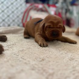 Blue - Yellow male Labrador Retriever puppy in Canton, Georgia from Dukes Retirevers