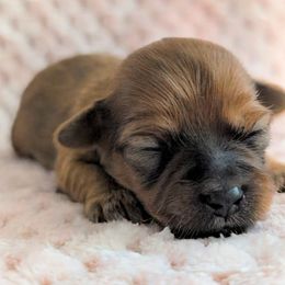 Girl 2 - Black and gold female Yorkipoo puppy in Idaho from Little Rascal Ranch